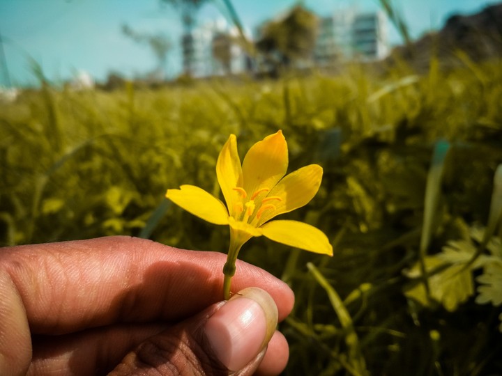 #Flowers Click