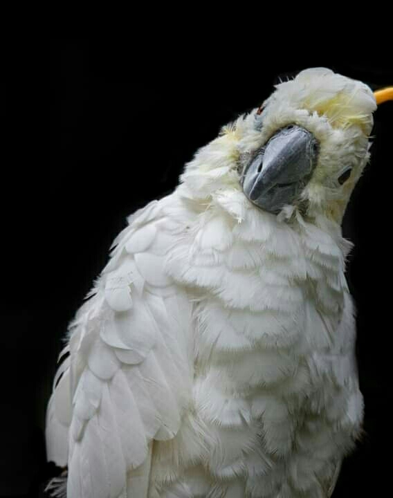 Parrot