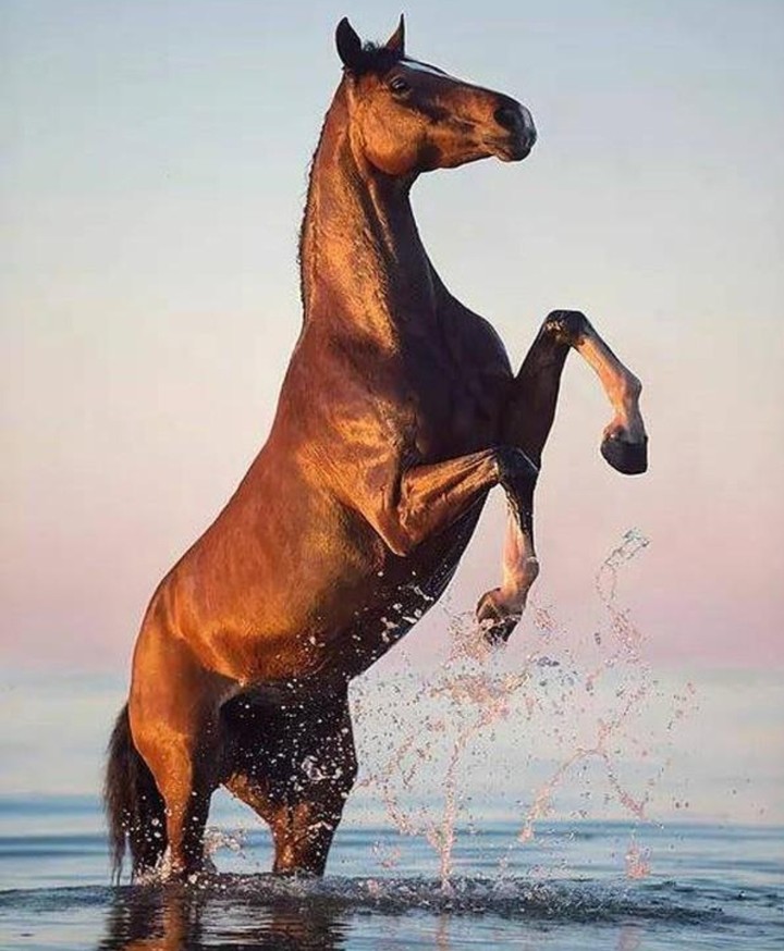 HORSE