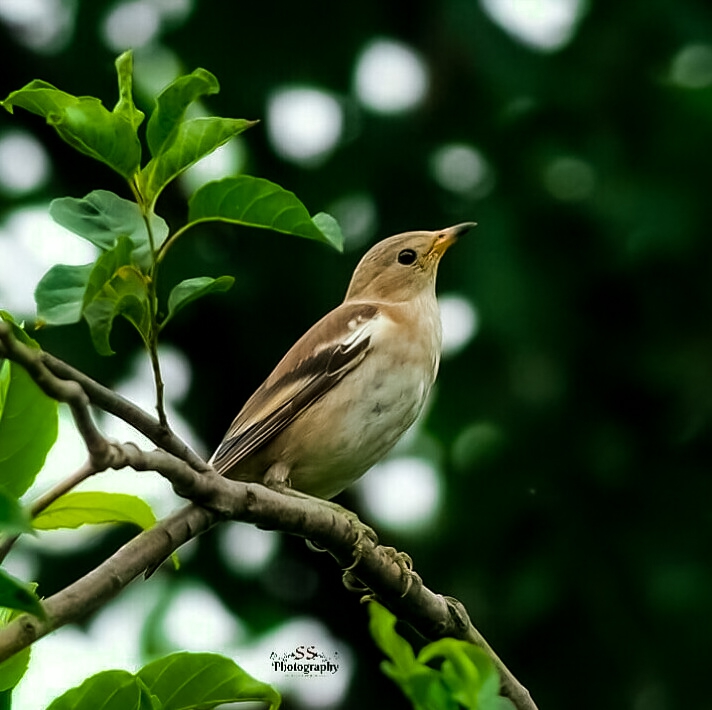 wild life photography