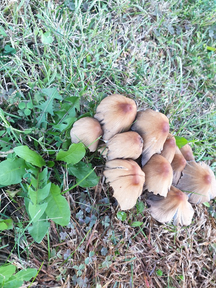 mashroom??