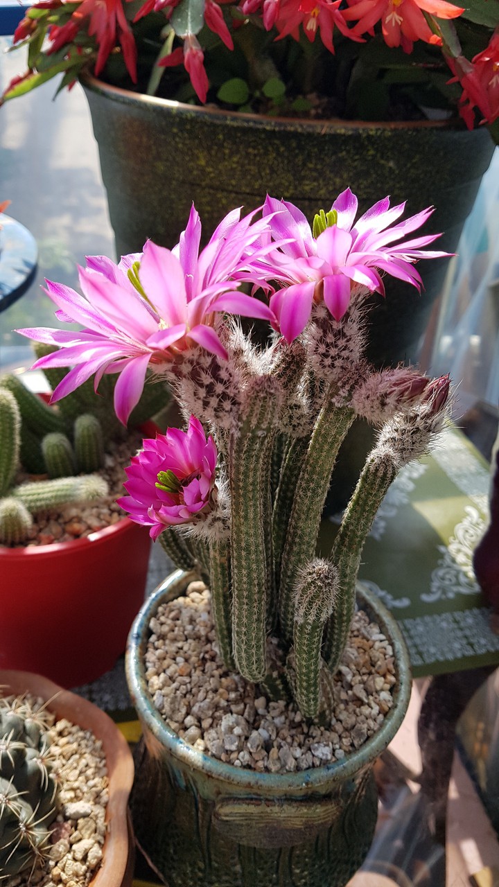 cactus