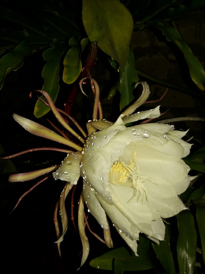Rain_drops Cactus