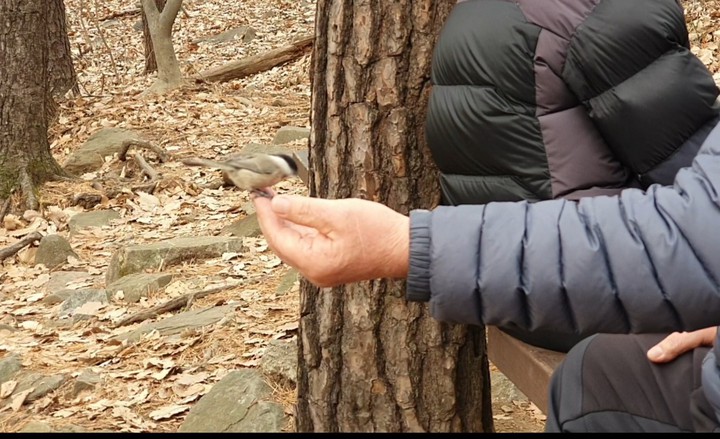 곤줄박이 새