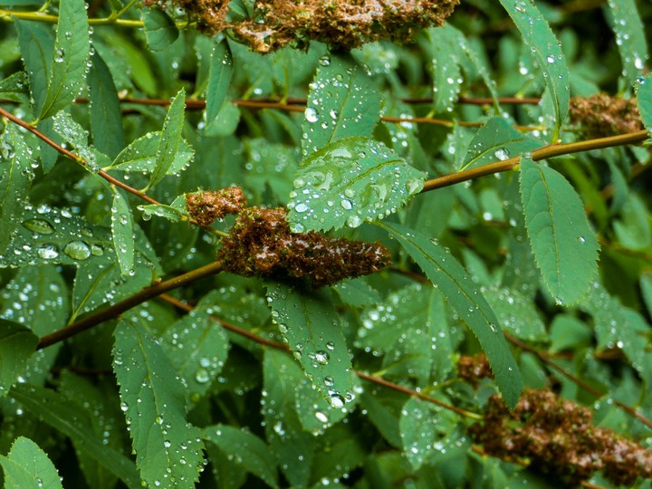 Drops