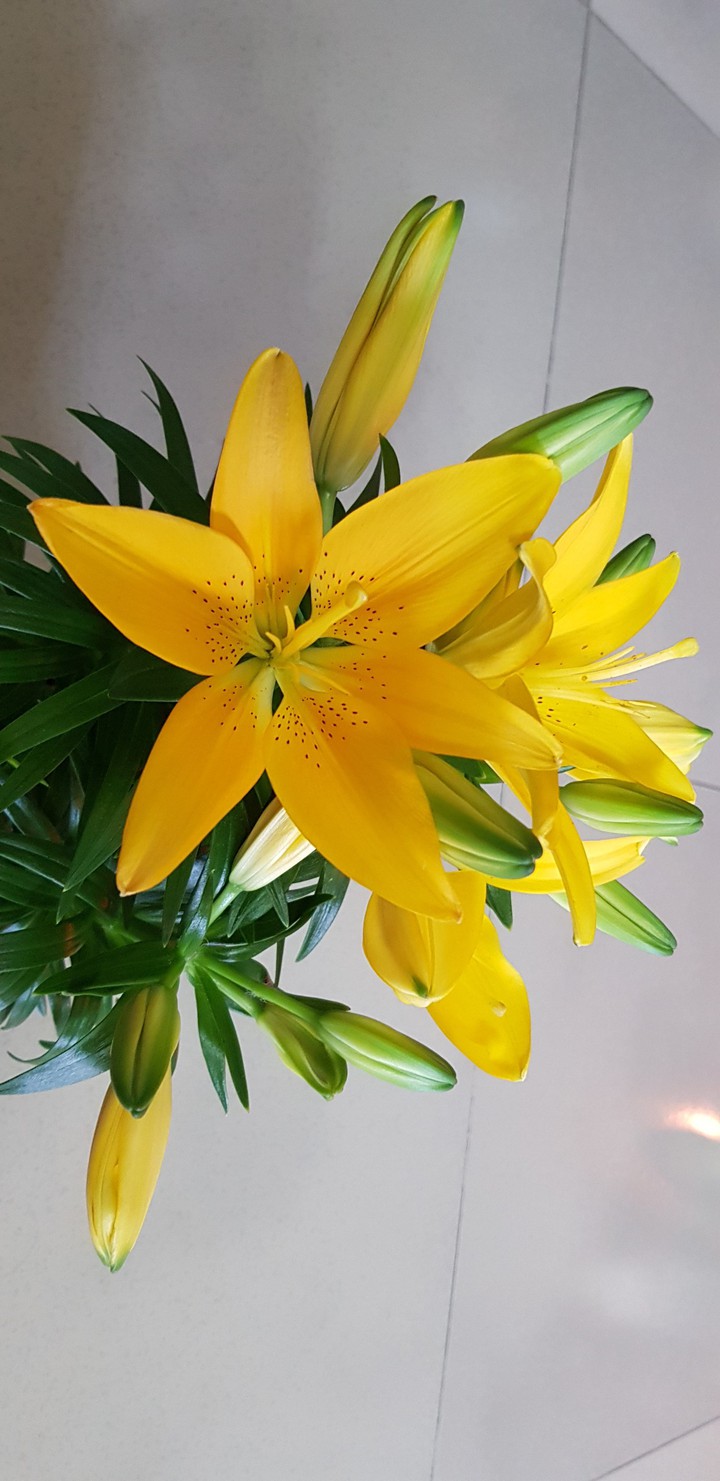 Flower