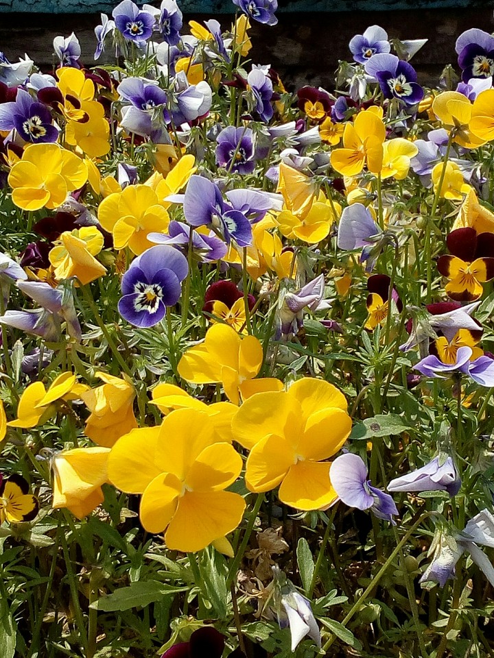 Flowe