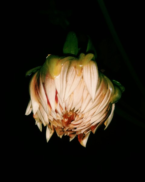 petal, flower achtergronden