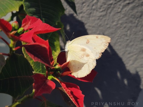 тапети flower, butterfly