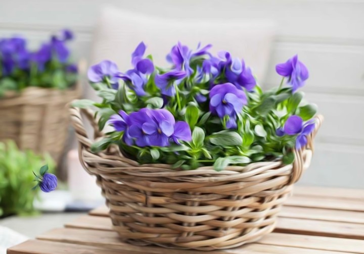Viola