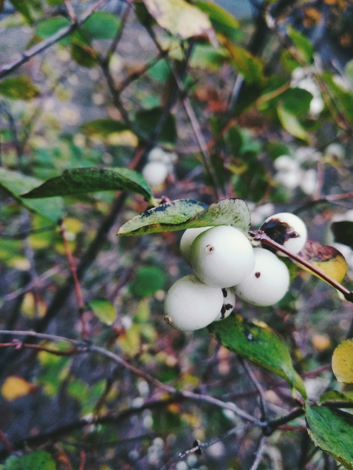 dogberry