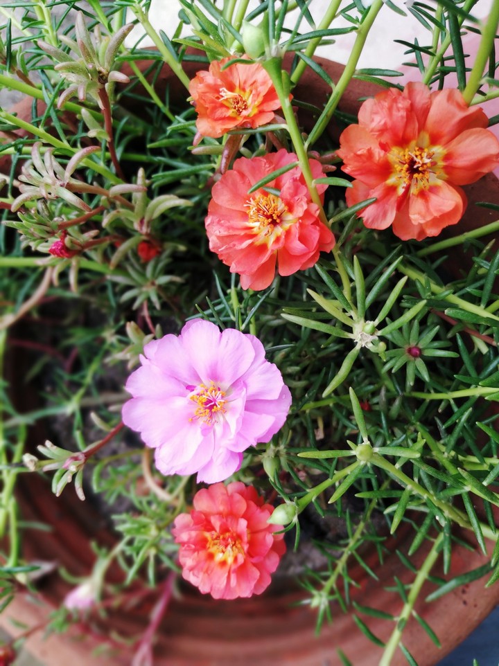 Flowers