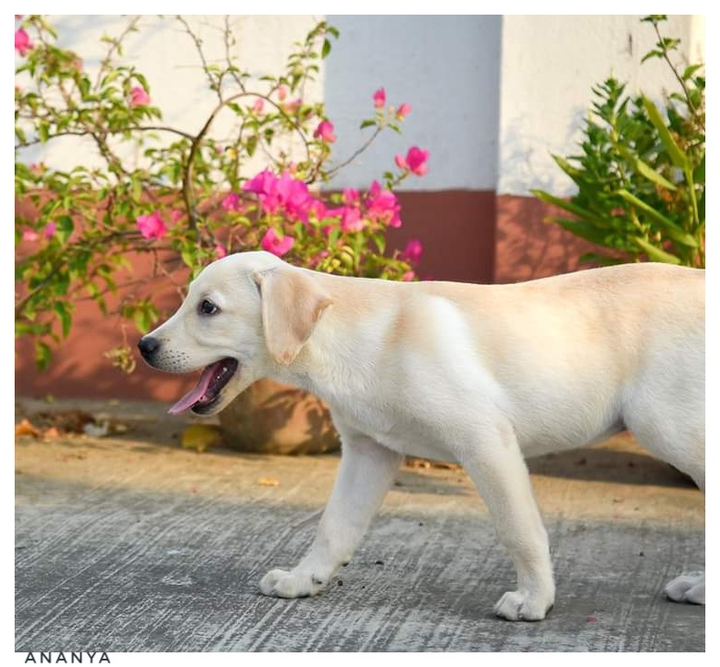 dog