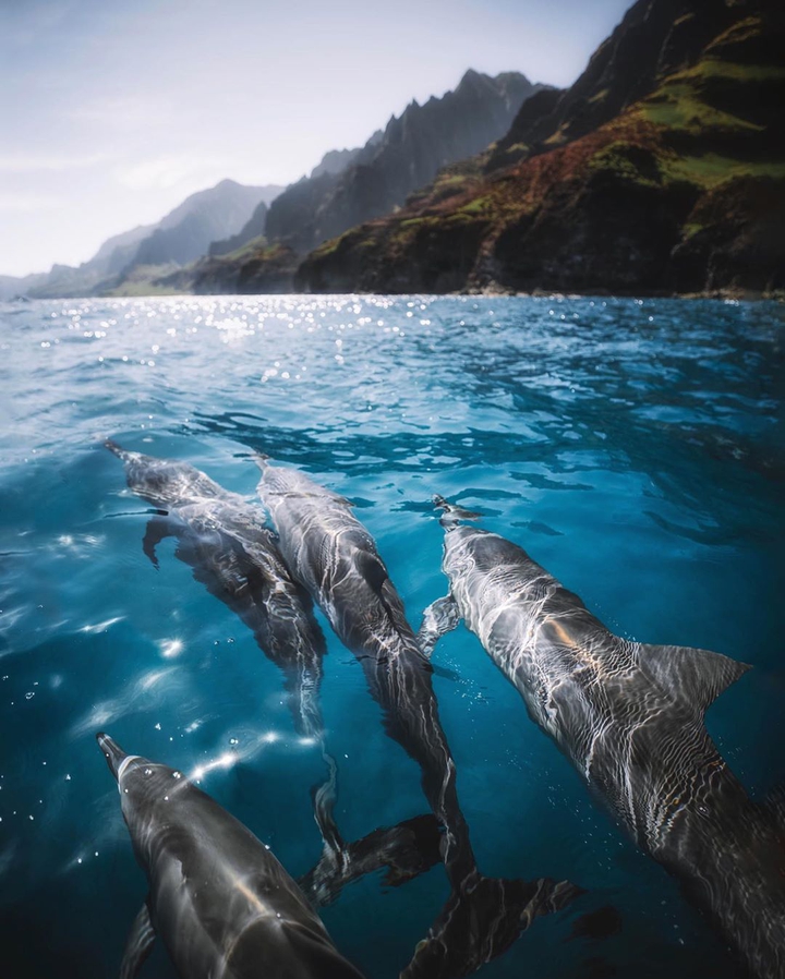 dolphins