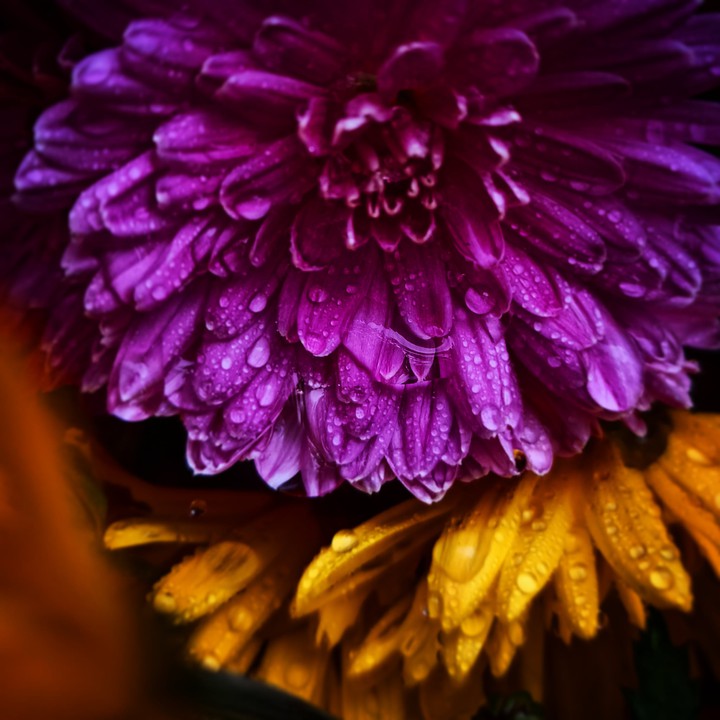 chrysanthemum