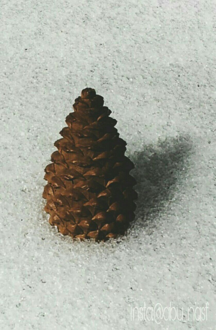 Acorn