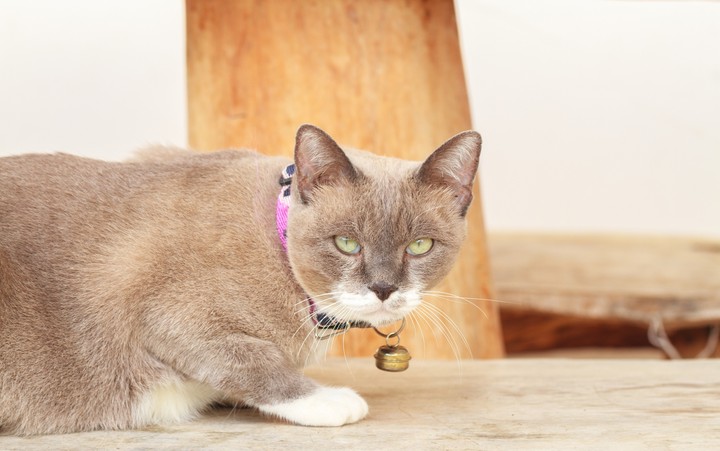 cat