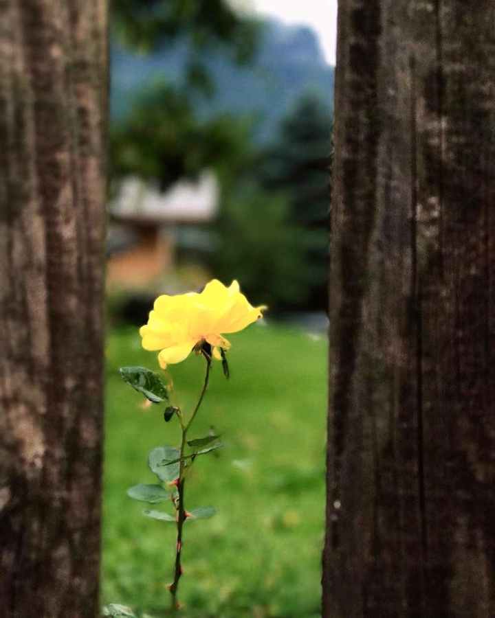 endurance, hope and graceful even from behind the bars