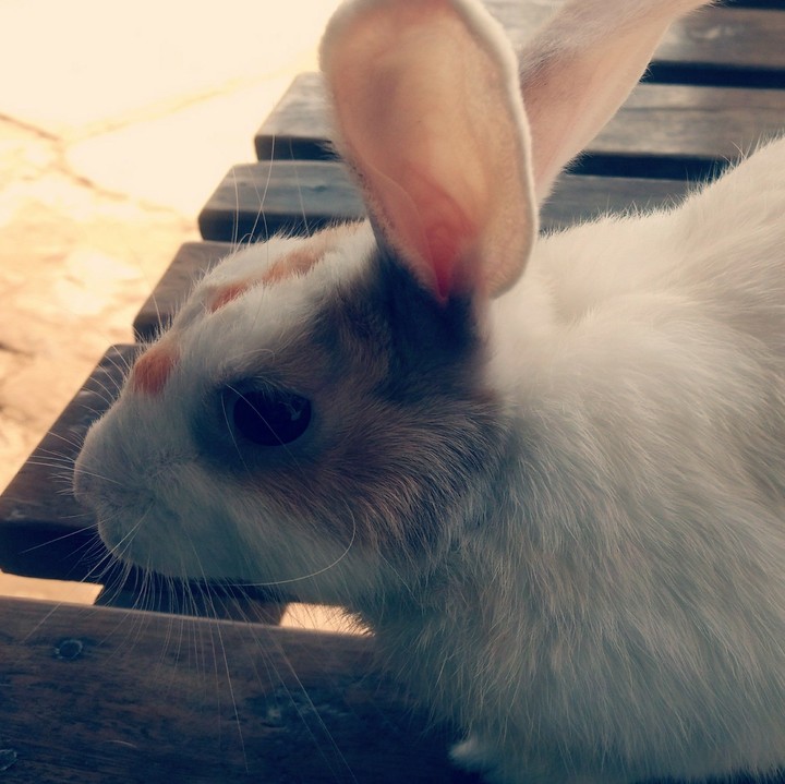 rabbit