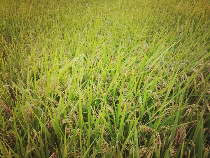 Rice Plant of Korea
