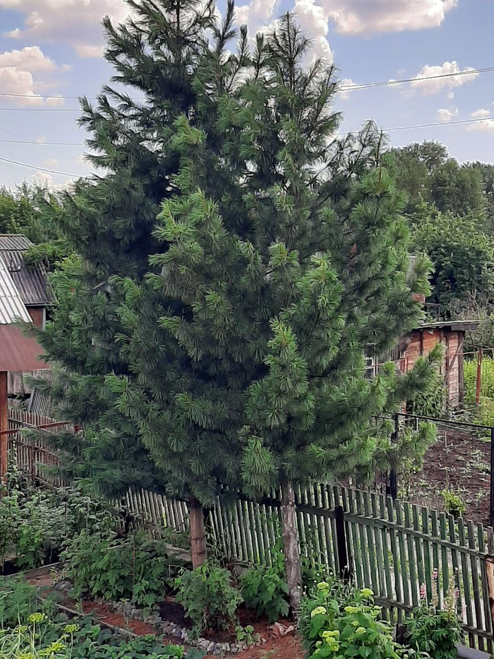 кедры