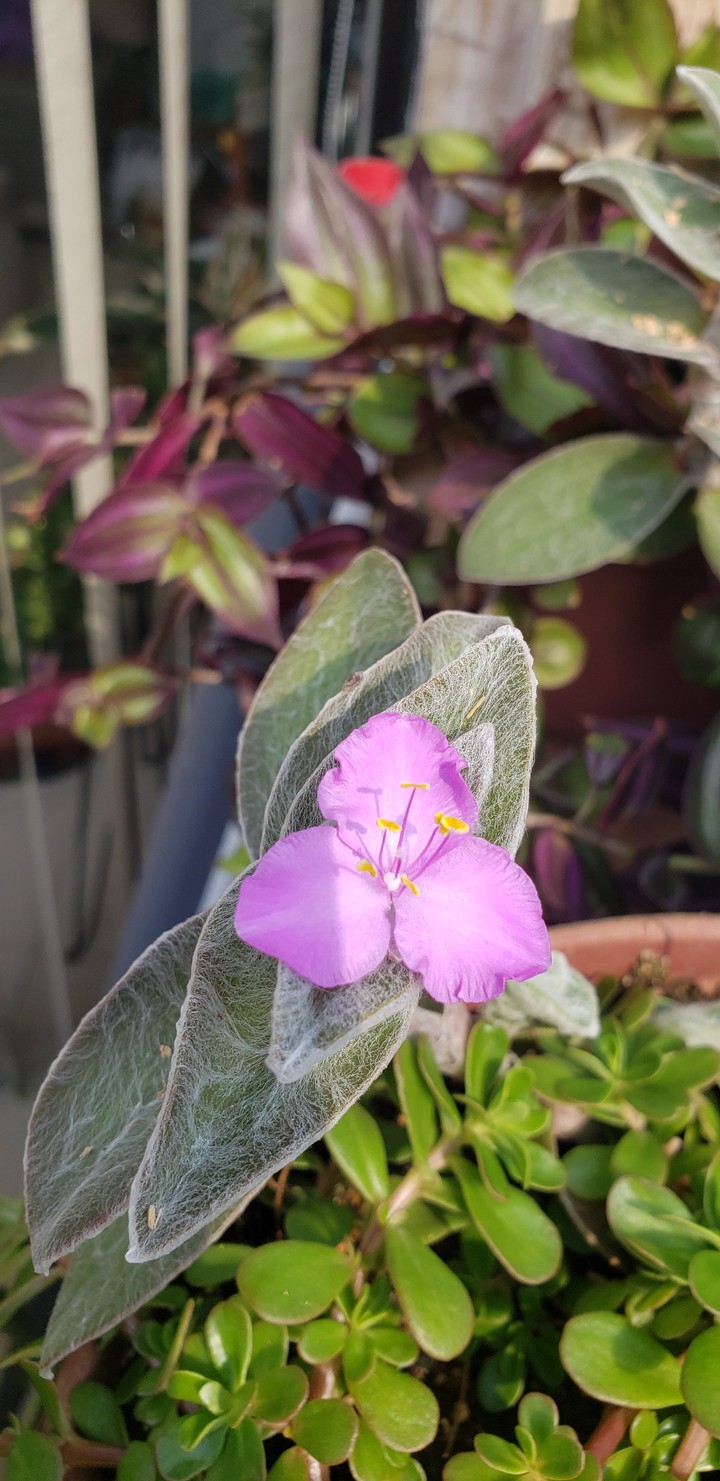 Flor suculenta