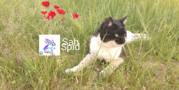 گربه     cat