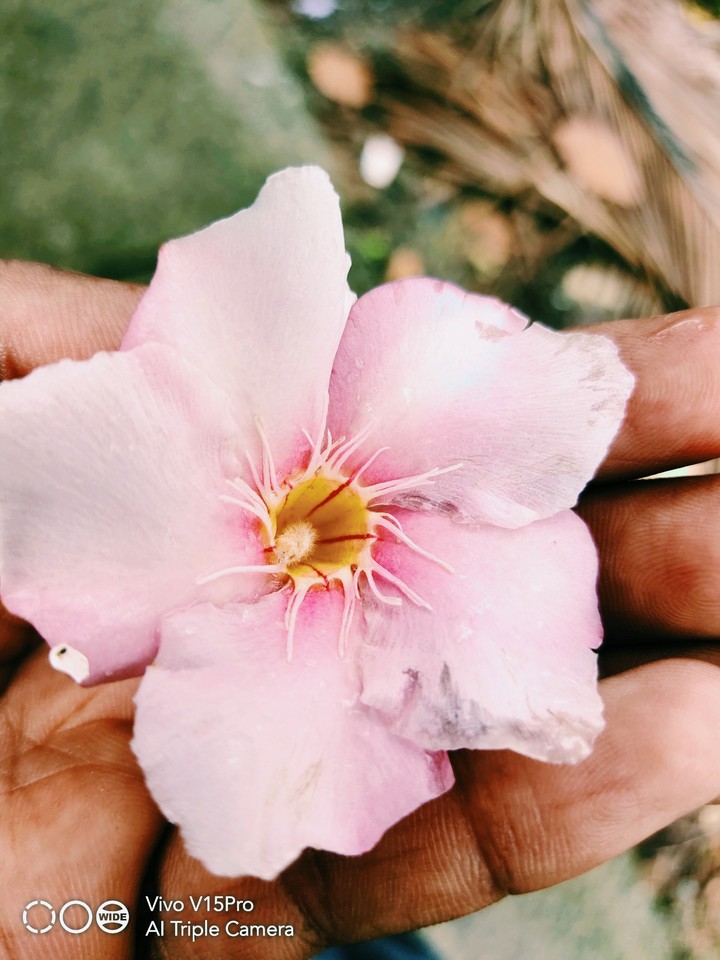 pink flower