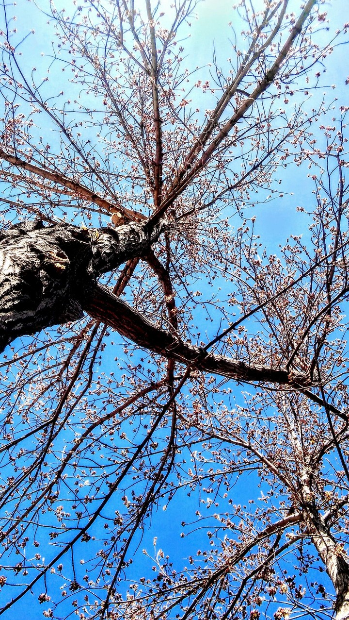 tree