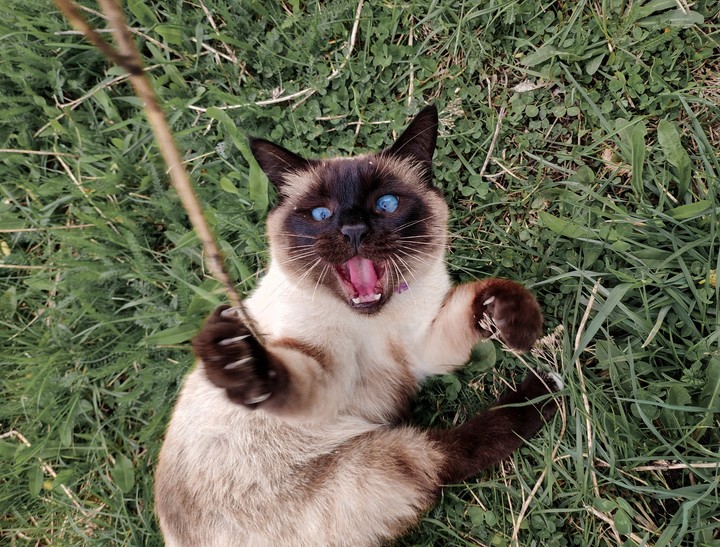 emotional cat