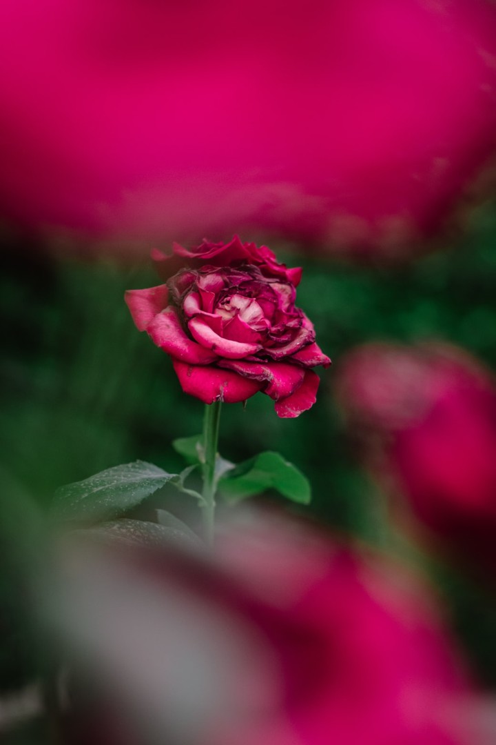 flower