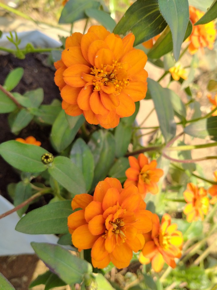 zinia