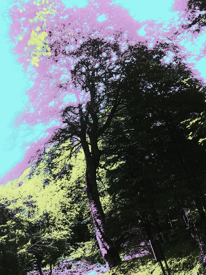 fanatiques forest
