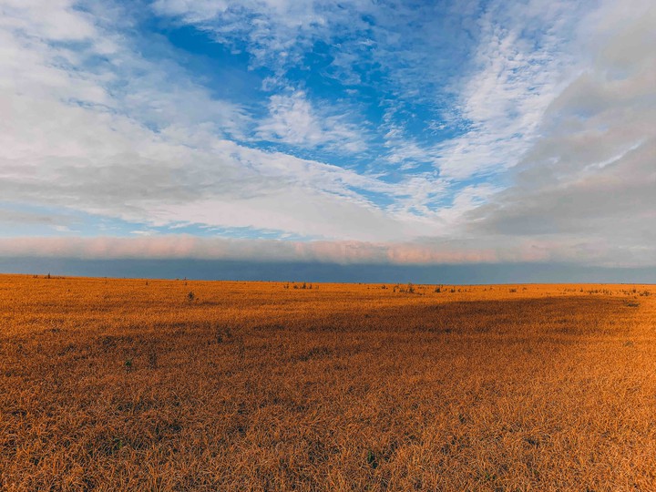 field of gold