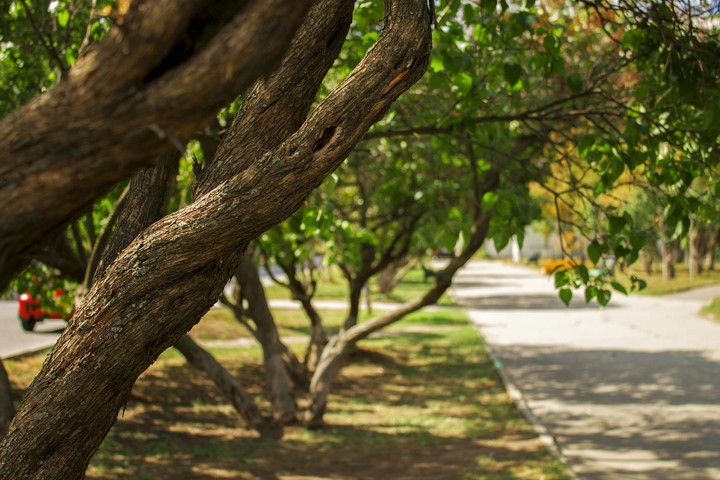 a piece of nature in the city
