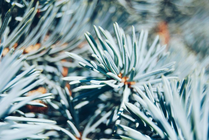 spruce