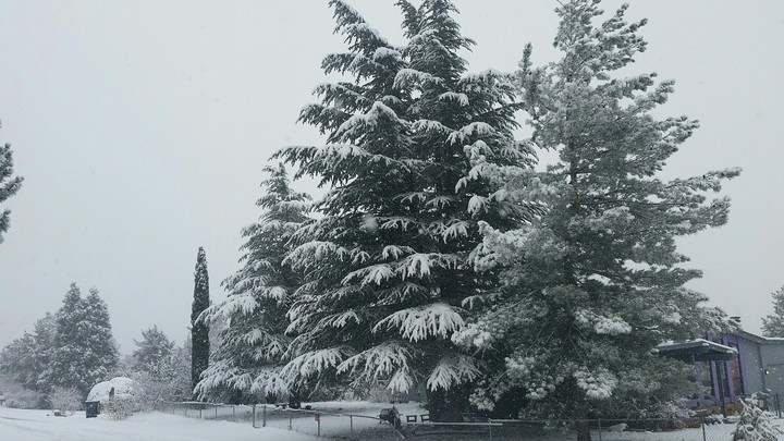 Pino Nevado