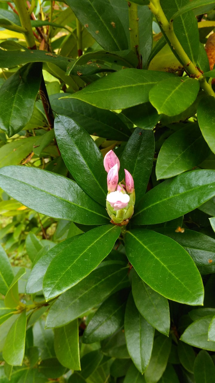 Blume
