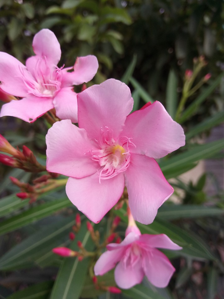 Nerium plant