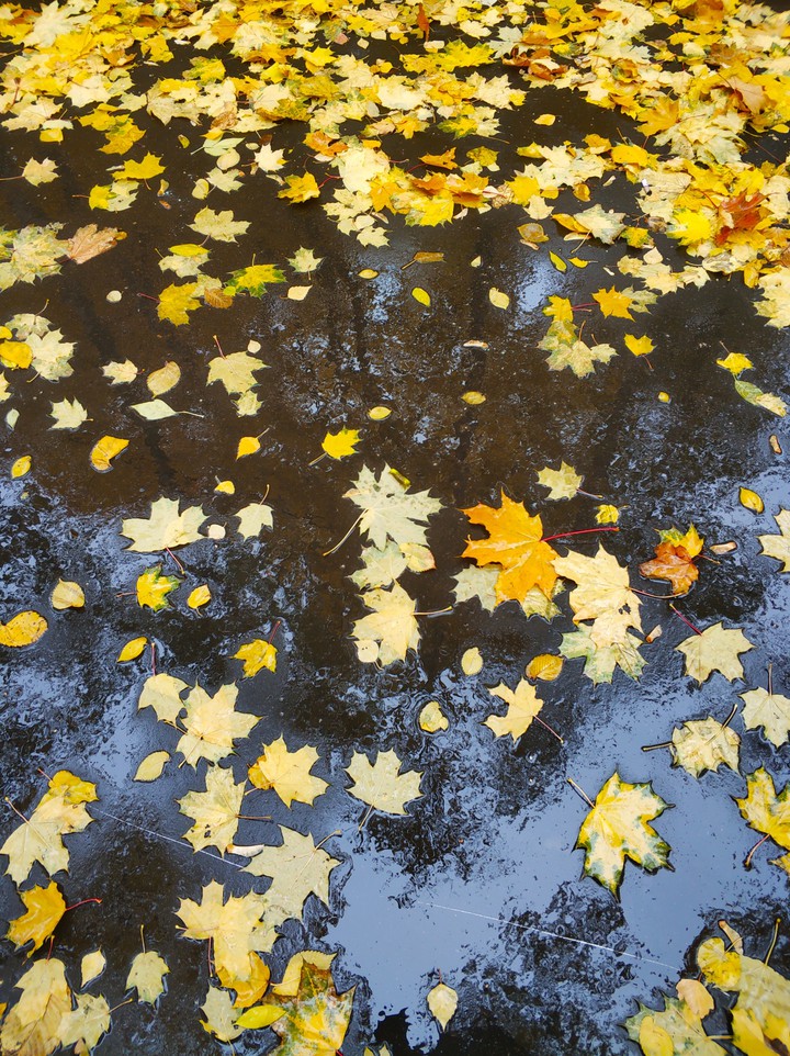 rain