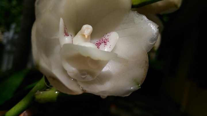 ☔"dove  flower"....after ☔