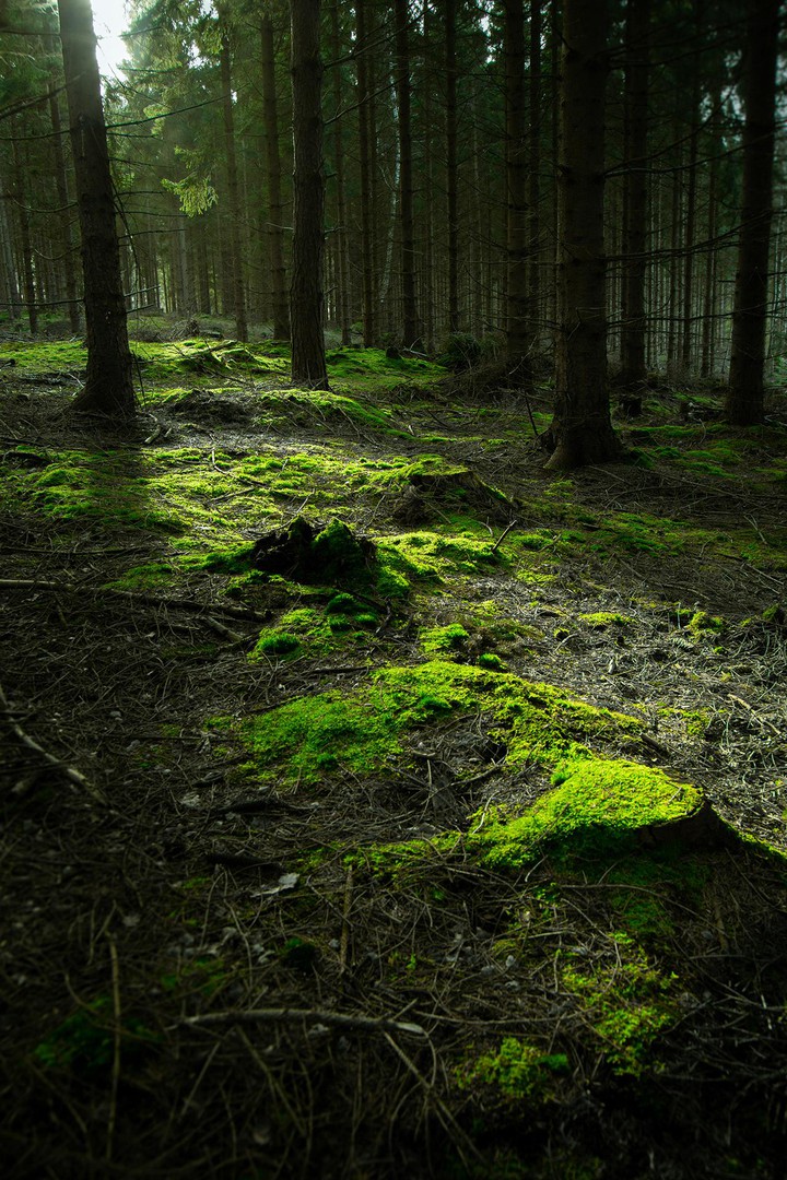 Deep Danish forest