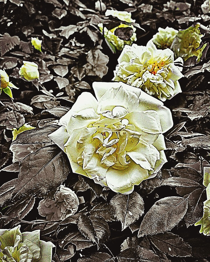#rose
