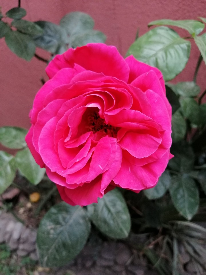 Rosa