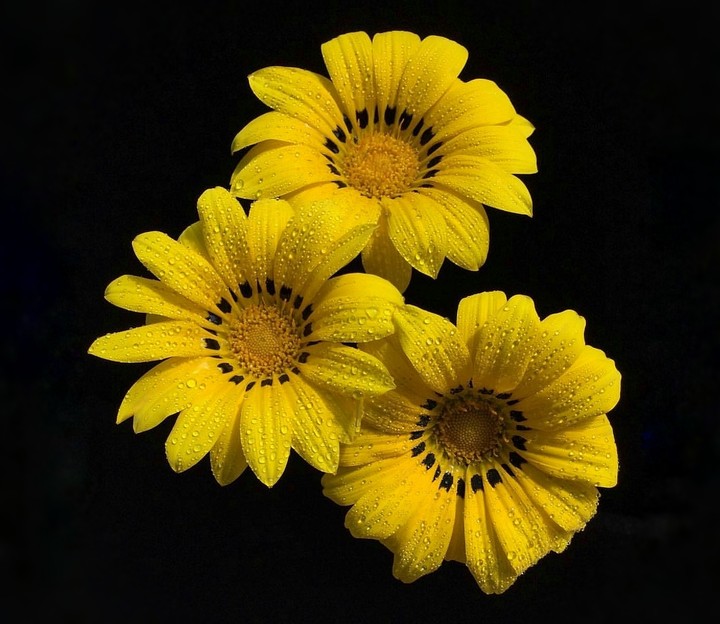 gerbera