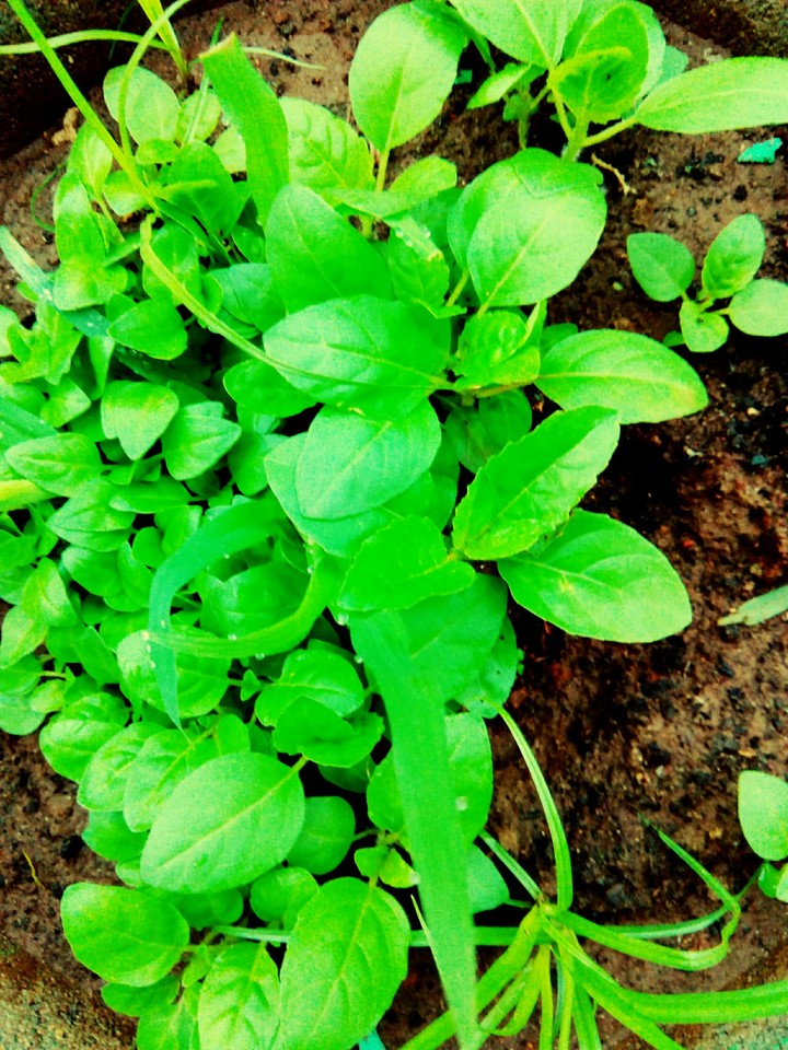 #pianta