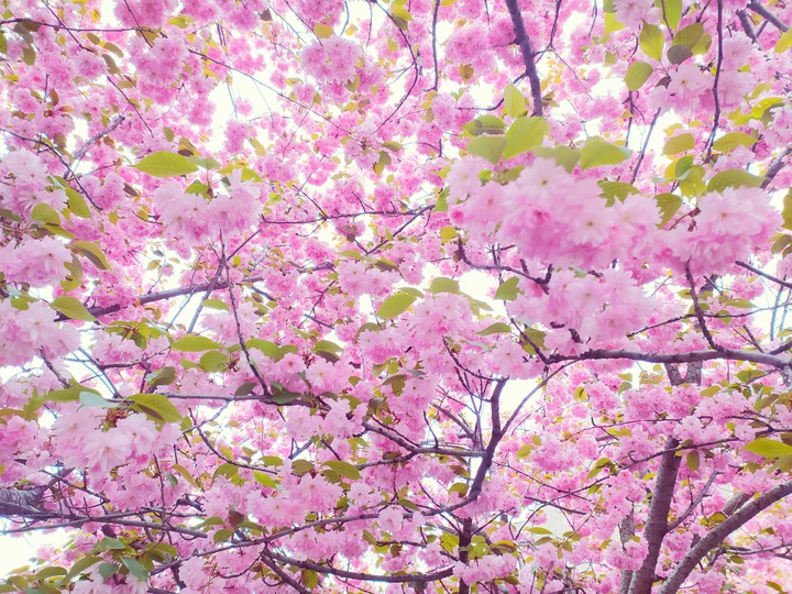 Sakura blossoms
