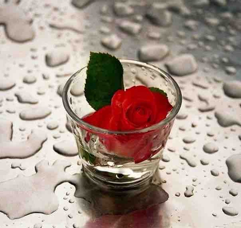 red roes ❤