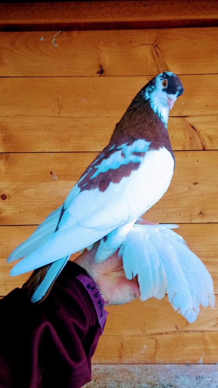 pigeon beautiful