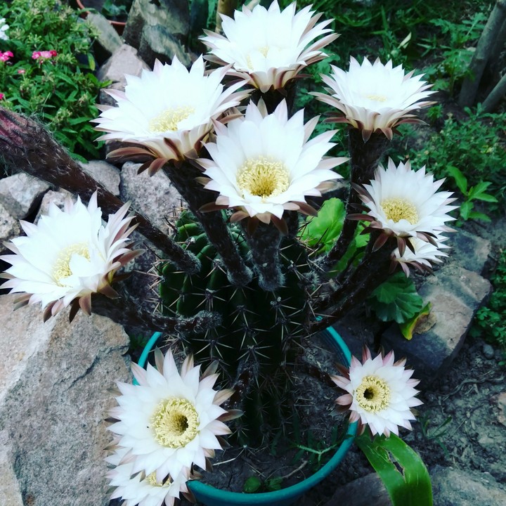 Cactus